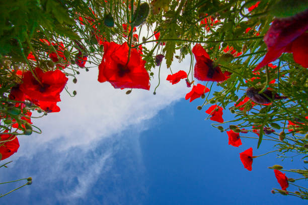 Bright red poppy flowers on the blue sky background
