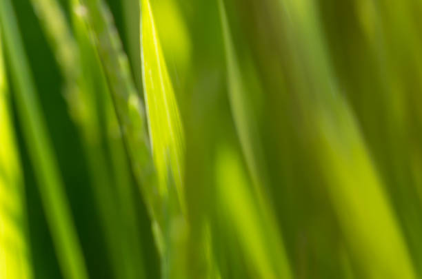 green grass abstract macro blurry background photo