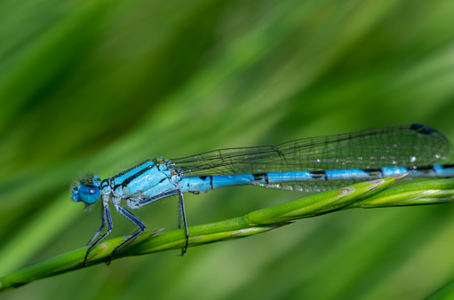 Azure damselfly (Coenagrion puella) resting on a green grass branch. macro photo with blurred background