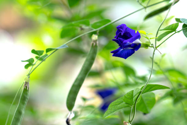 цветы гороха бабочки цветут в саду - pea flower стоковые фото и изображения