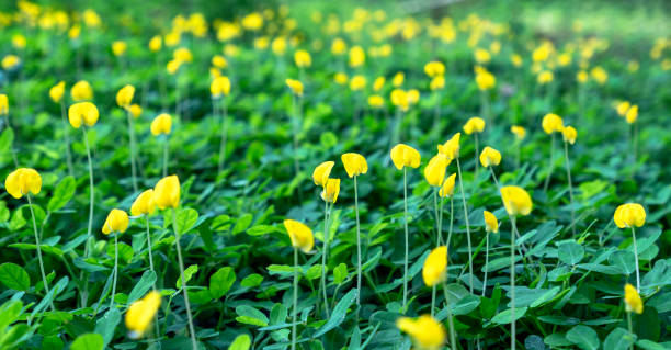 istock Fields of pinto peanut with blooming 1323310118