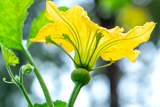 Close-up shot of big, yellow flowers of zucchini growing on plant growing in backyard garden before beginning to bear fruit