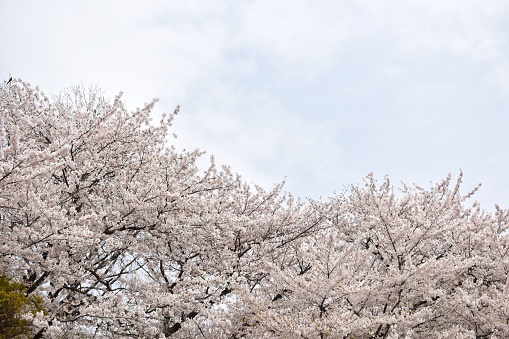 Cherry  blossom at Akashi Park, Japan