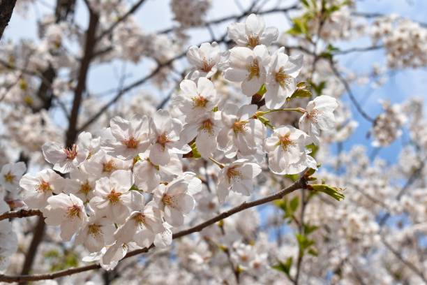 istock Close-up full bloom white sakura or white cherry blossom flower. 1323310433