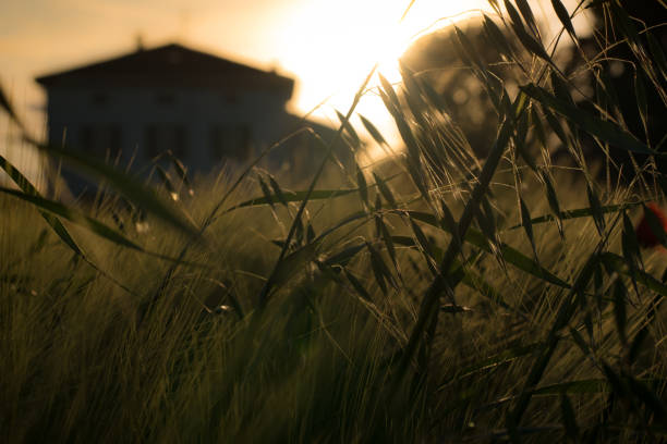 Ronks, Pennsylvania, USA -June 20, 2024-Acres of golden wheat grow on an Amish farm along  roadside in Lancaster County, Pennsylvania