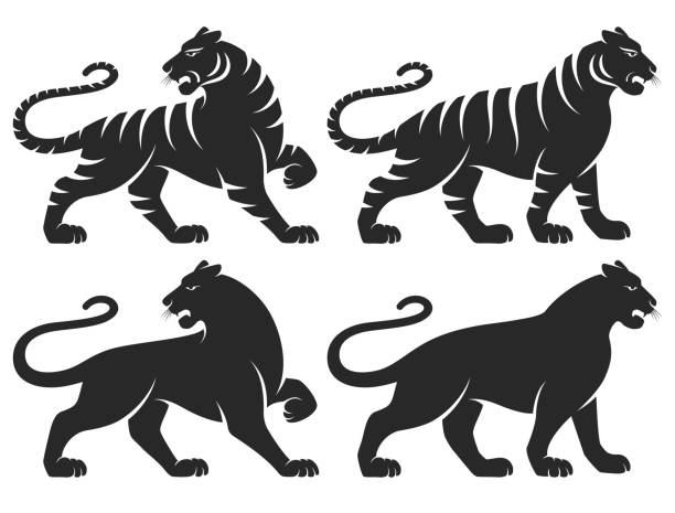 Tiger Set Set of stylized silhouettes of standing in different poses tigers. Isolated on white background. Tiger logo designs set. With stripes and without. Chinese zodiac symbol of new 2022 year. Vector. tattoo icons stock illustrations
