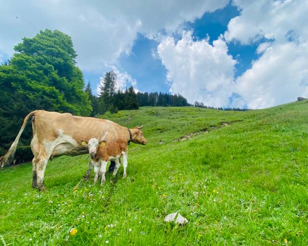 istock Up to the mountains 1323314578