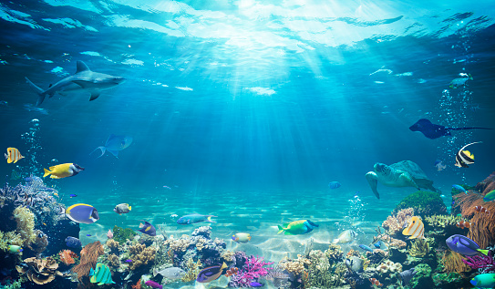 Buceo submarino - Escena tropical con vida marina en el arrecife photo
