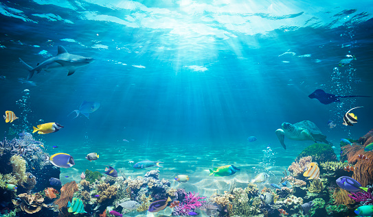 Underwater Diving  - Tropical Scene With Sea Life In The Reef