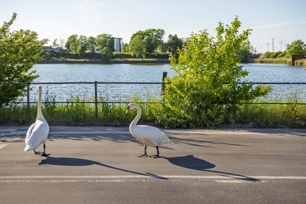 Two mute swans walking on a road