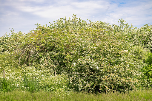 Natural hedge with flowering hawthorn in Valby Parken a large popular park south of Copenhagen