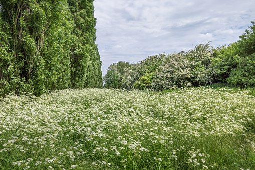 Hemlock and hawthorn in full flower, the many white flowers is a symbol of the emerging summer in Scandinavia. The picture is taken in Valby Parken a large public park south of Copenhagen