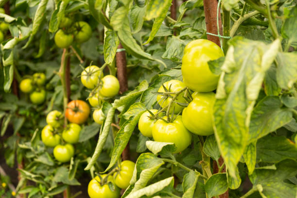 istock greenhouse unripe green tomatoes fresh vegetables 1323317314