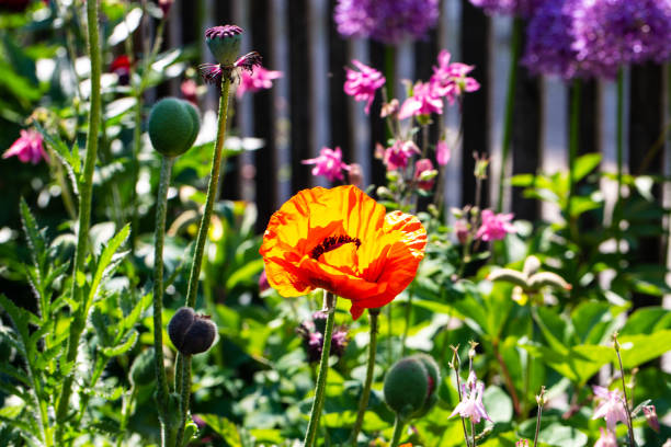 istock Poppies in a cottage garden 1323318031