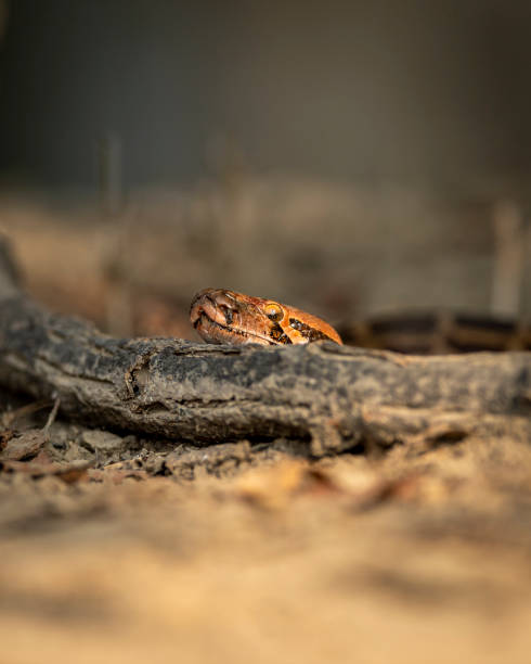 40+ Asian Rock Python Photos Stock Photos, Pictures & Royalty-Free ...