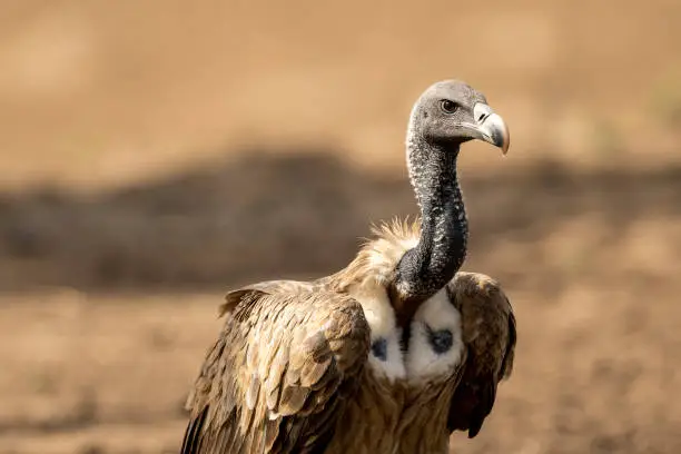 Photo of Indian vulture or long billed vulture or Gyps indicus close up or portrait at Ranthambore National Park or Tiger Reserve Rajasthan india