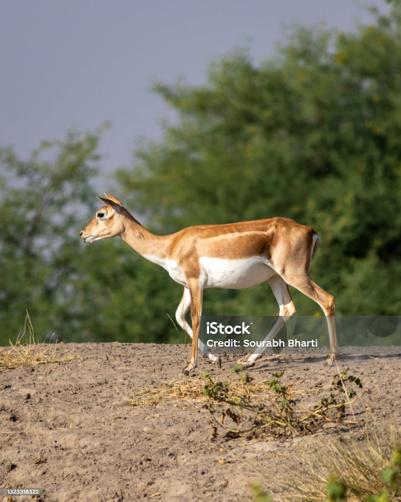 blackbuck or antilope cervicapra or indian antelope closeup with side profile at Velavadar national park Bhavnagar Gujarat india Activity Stock Photo