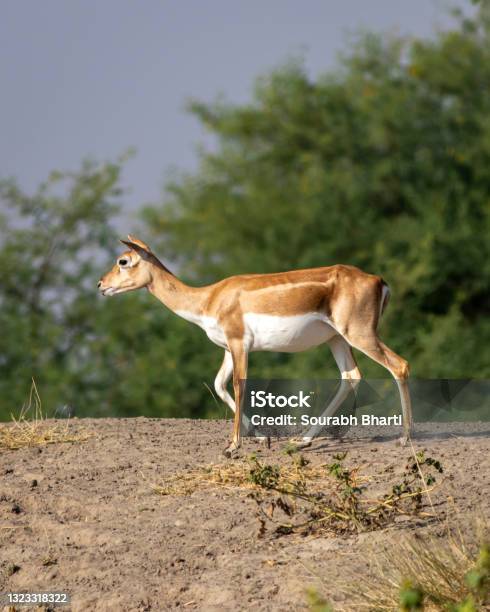 Blackbuck Or Antilope Cervicapra Or Indian Antelope Closeup With Side Profile At Velavadar National Park Bhavnagar Gujarat India Stock Photo - Download Image Now