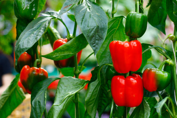 árbol de pimientos en jardín. - pepper bell pepper growth ripe fotografías e imágenes de stock