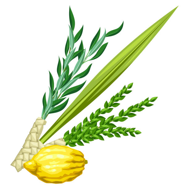 Happy Sukkot traditional symbols. Four species etrog, lulav, willow and myrtle branches. Happy Sukkot traditional symbols. Four species etrog, lulav, willow and myrtle branches. Jewish element for celebration. citron stock illustrations