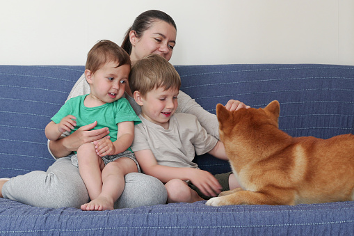 Happy smiling family of dad, mom and two cute children playing with their red Shiba Inu dog at home on sofa