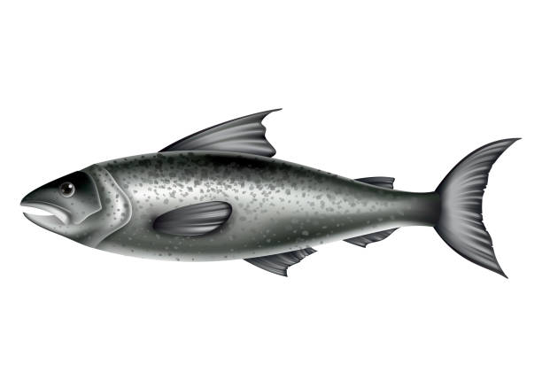 istock Salmon fish. Whole fish isolated on white background. Raw seafood vector illustration. Realistic product of healthy nutrition 1323320644