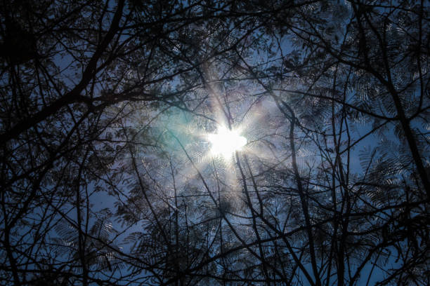 istock The reflection of the sun behind the branches 1323320888