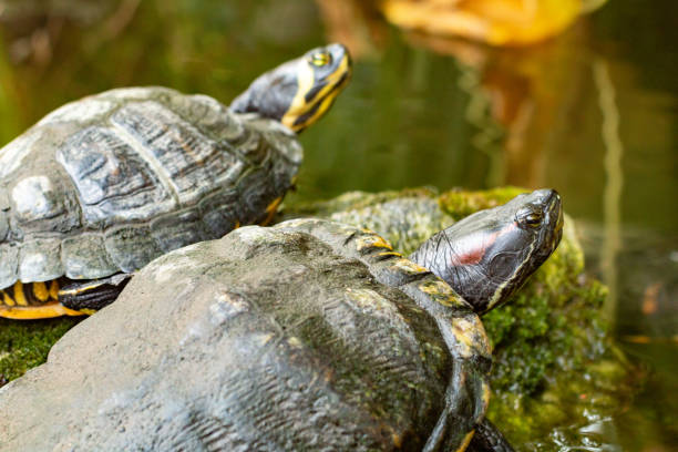istock Yellow-bellied Slider in Taormina, Sicily 1323321063