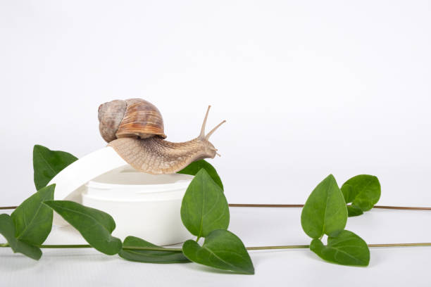 istock snail mucin cosmetics with copy space on white background 1323321134
