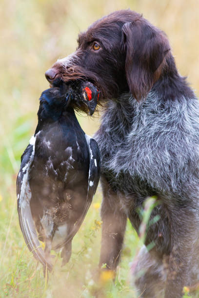 istock a hunting dog holds a downed black grouse cock  in its teeth 1323322015