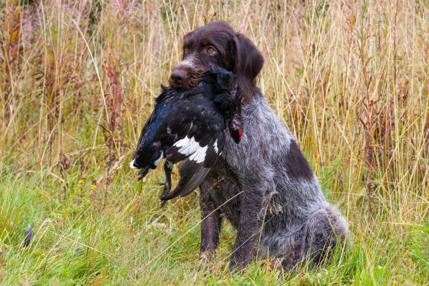 istock a hunting dog holds a black grouse in its teeth 1323322048