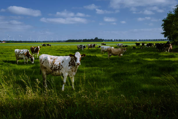 istock Dutch Brown and White cows, Urk Netherlands 1323322073