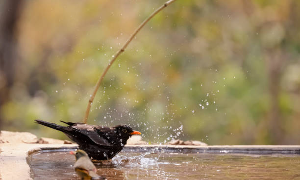 istock Common blackbird bird in the forest 1323322141