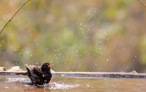 Common blackbird bird in the forest