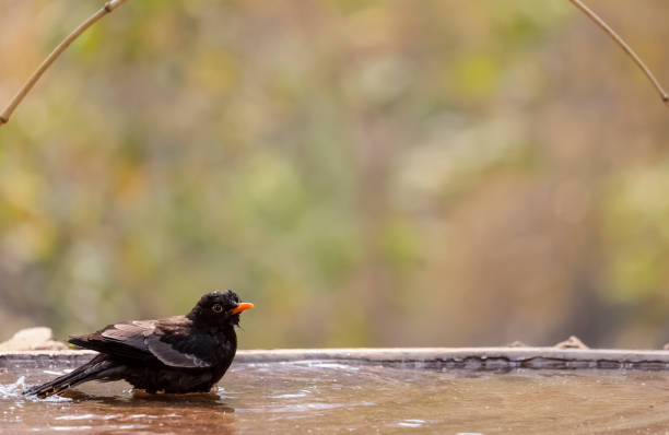istock Common blackbird bird in the forest 1323322144