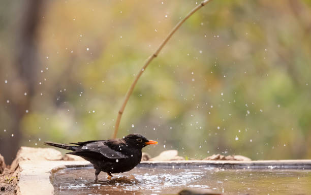istock Common blackbird bird in the forest 1323322149