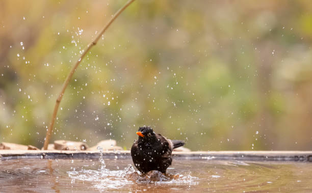 istock Common blackbird bird in the forest 1323322151