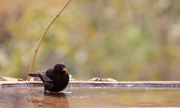istock Common blackbird bird in the forest 1323322212