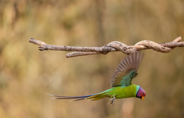 istock Plum-headed parakeet in the forest 1323322293