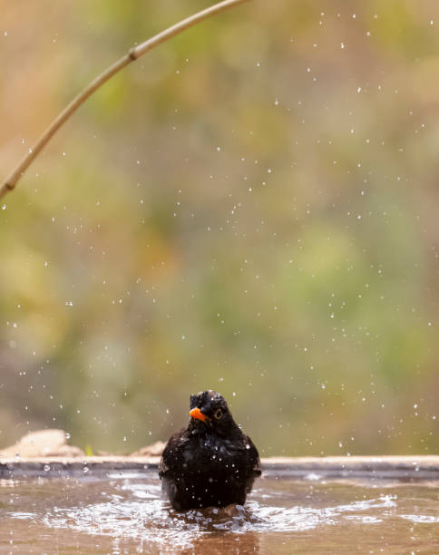 istock Common blackbird bird in the forest 1323322310