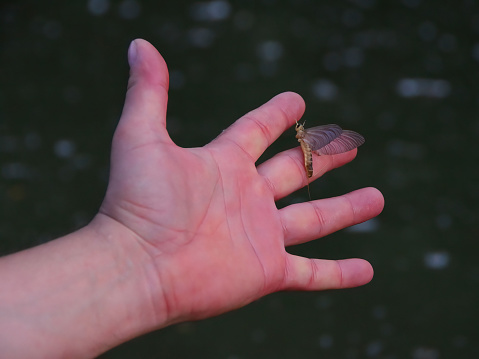 Mayfly (lat. Palingenia longicauda) on the hand