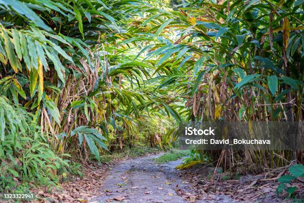 Pathway Through Cardamom Plantation Kumily Kerala India Stock Photo - Download Image Now