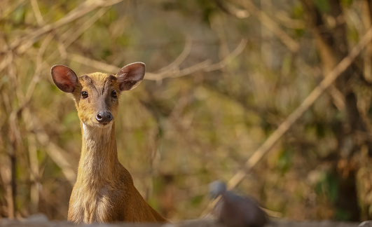 Barking deer or Indian muntjac (Muntiacus muntjak) in the forest of Sattal.