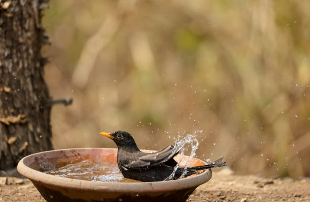 istock Common blackbird bird in the forest 1323324357