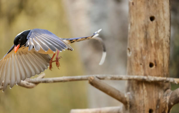 istock Red-billed blue magpie bird 1323325660