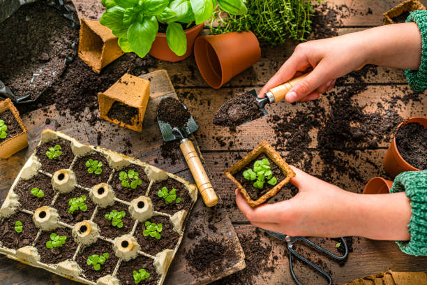 Close up of little girl hands planting small plants Home gardening: 10 years old girl's hands putting soil in a biodegradable plant pot. Top view vegetable seeds stock pictures, royalty-free photos & images