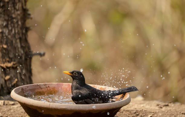 istock Common blackbird bird in the forest 1323327036
