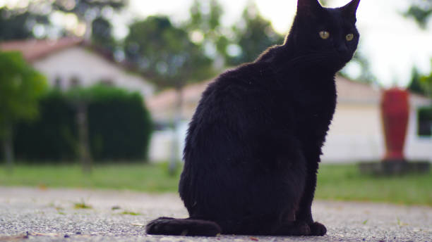 istock Black cat with green eyes 1323328120