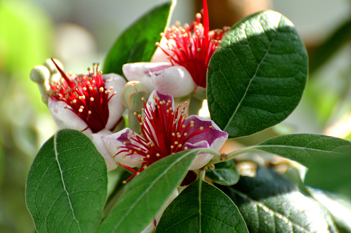 Native to Paraguay, Uruguay, Southern Brazil and Northern Argentina, Feijoa sellowiana is a slow growing, multi-stemmed evergreen shrub. Commonly called Feijoa, Pineapple guava, Acca sellowiana and Guavasteen, it can be trained to be a small tree with a single trunk, espaliered or pruned to form a dense hedge or screen. The flower season is from late spring to summer. Its flowers consist of fleshy white petals and showy red/scarlet stamens. The petals are edible. The green fruits mature in autumn and also edible.
