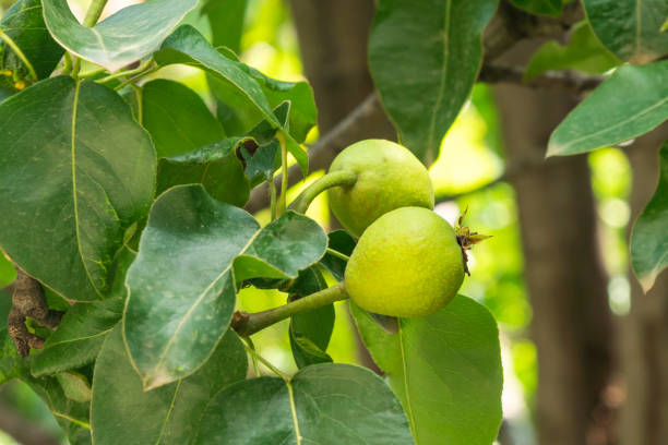 istock Small green fruit of a pear tree grows in the garden 1323329167